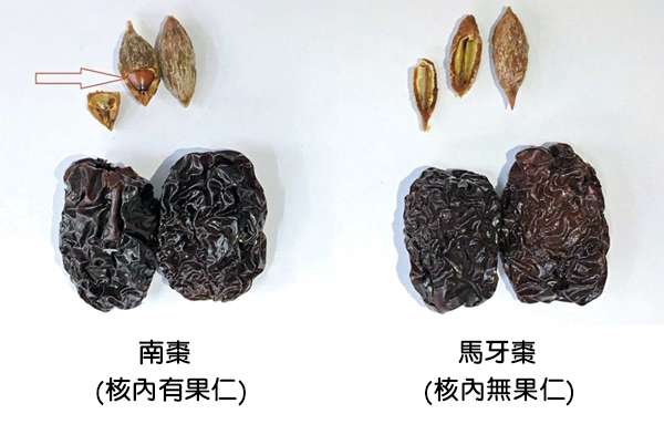 南枣NAN ZHAO(SOUTH JUJUBE) - Min Hor Tong Malaysia Gift Hamper, Ginseng ...